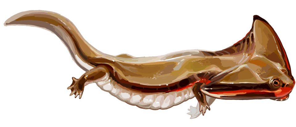 Diplocaulus magnicornis