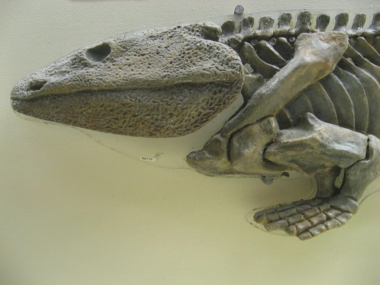 Ichthyostega stensioei