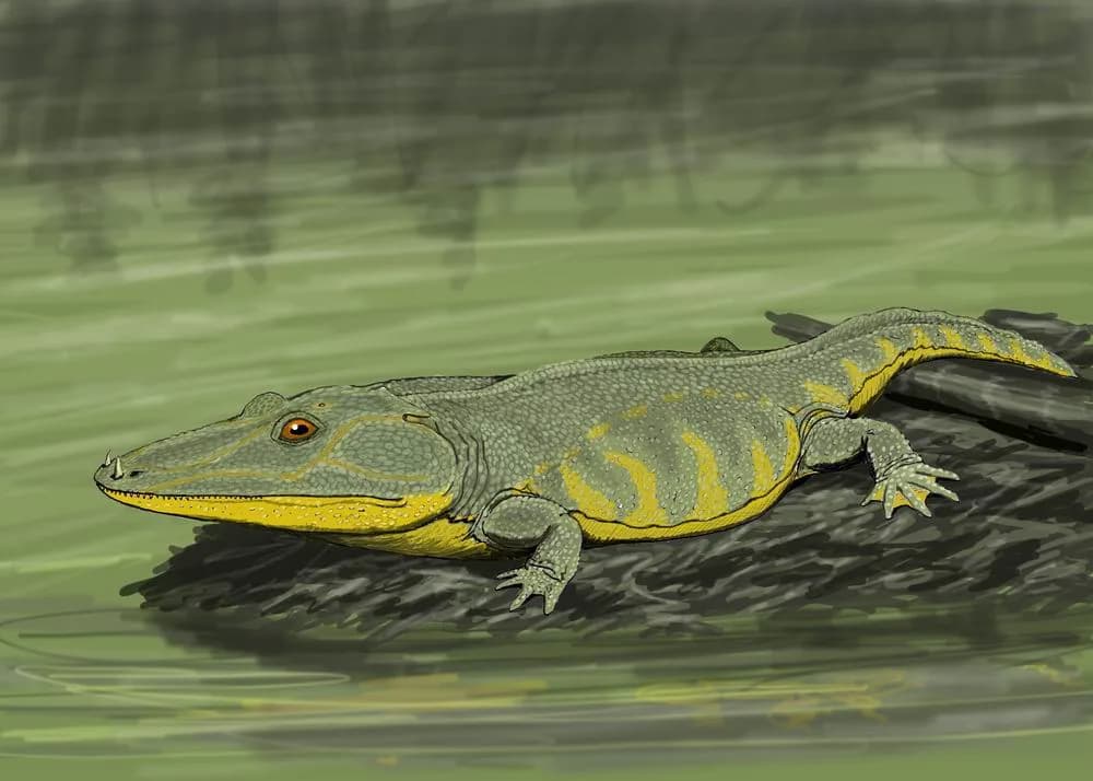 Reconstitution de Mastodonsaurus giganteus