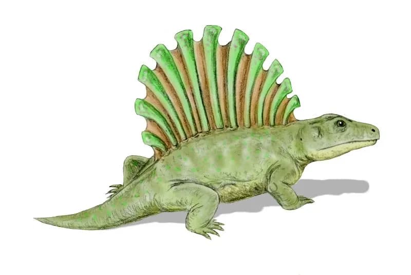 Reconstitution de Platyhystrix rugosus