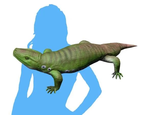 Reconstitution de Seymouria baylorensis