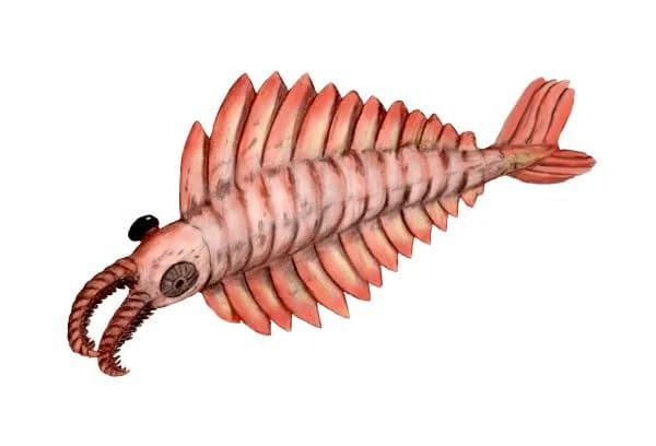 Reconstitution artistique d'Anomalocaris, le super-prédateur du Cambrien