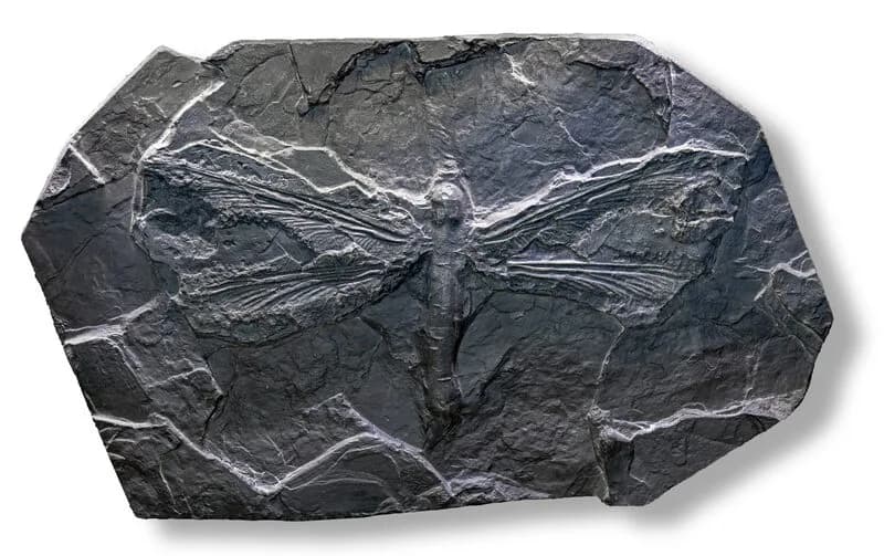 Meganeura monyi