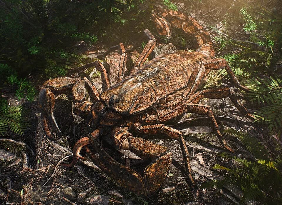 Fossile de Pulmonoscorpius kirktonensis, East Kirkton, Écosse