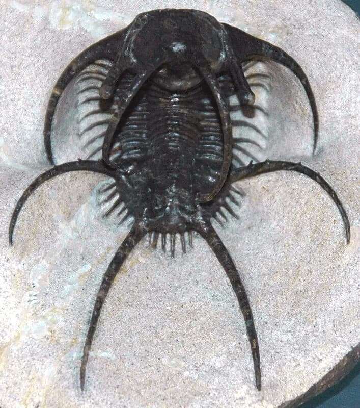 Fossile de trilobite Elrathia kingii du Cambrien moyen