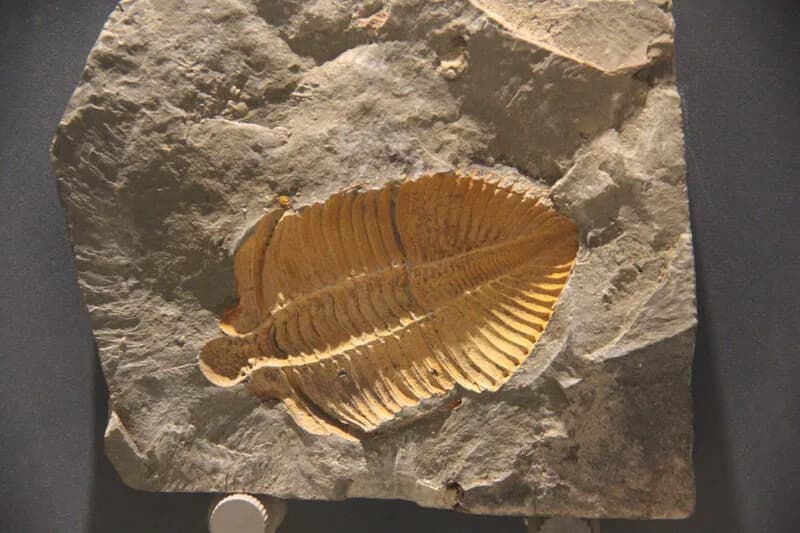 Fossile de trilobite enroulé en position défensive (volvation)