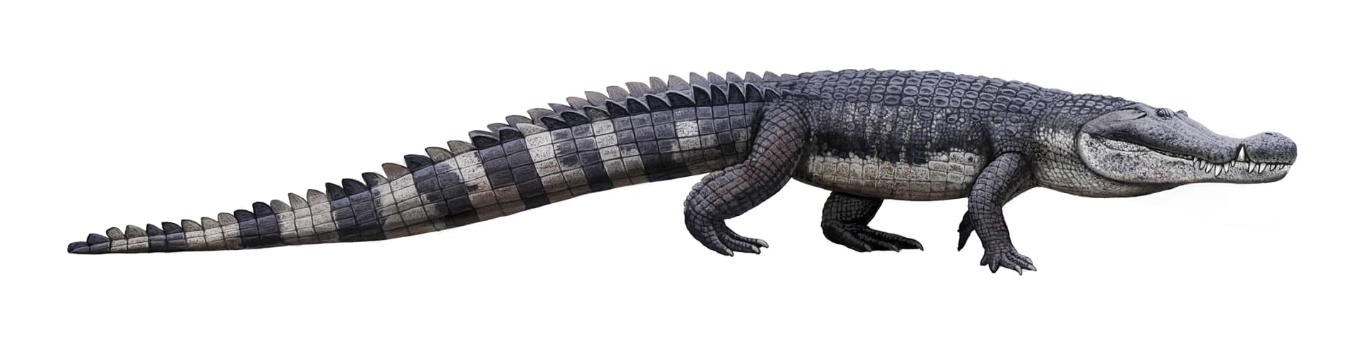 Deinosuchus hatcheri / rugosus