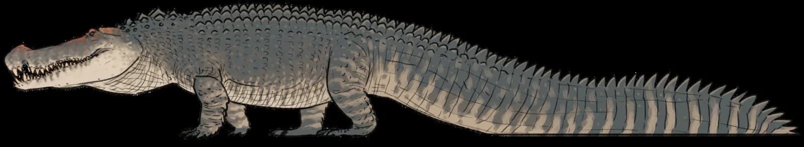 Reconstitution de Deinosuchus hatcheri
