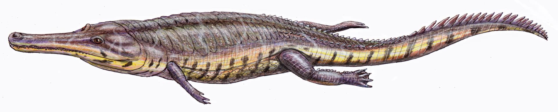 Machimosaurus hugii