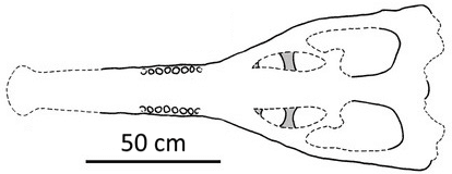 Vue palatale du crâne de Machimosaurus rex