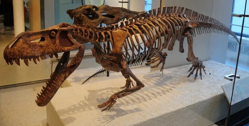 Squelette monté de Prestosuchus chiniquensis