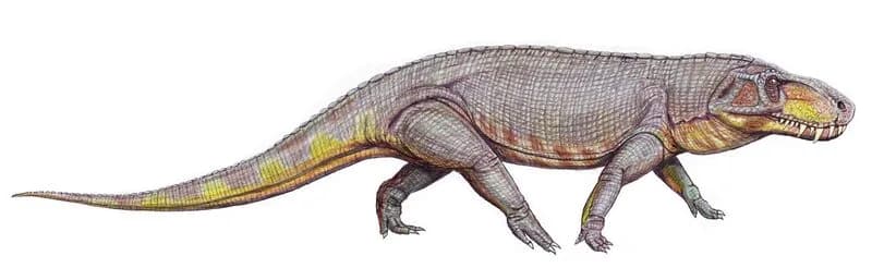 Reconstitution de Prestosuchus chiniquensis, prédateur du Trias