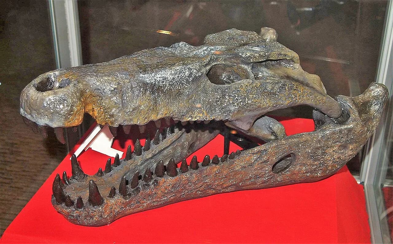 Spécimens holotypes de Quinkana