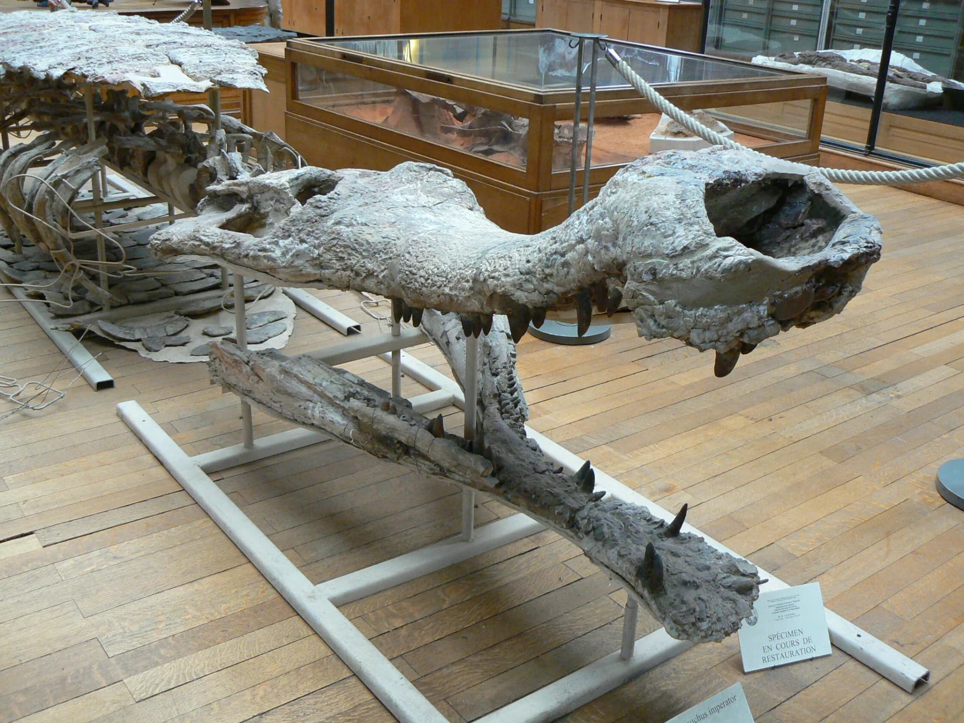 Sarcosuchus imperator