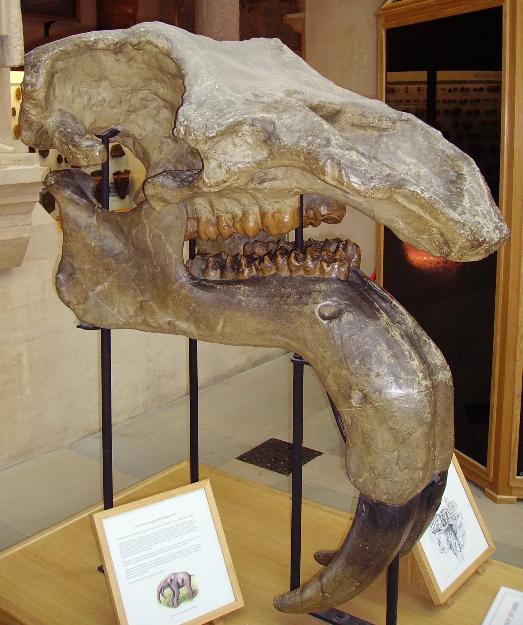Deinotherium giganteum, un cousin géant des éléphants modernes