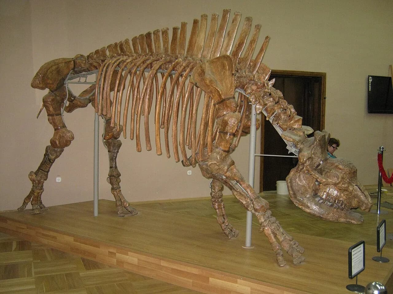 Elasmotherium sibiricum