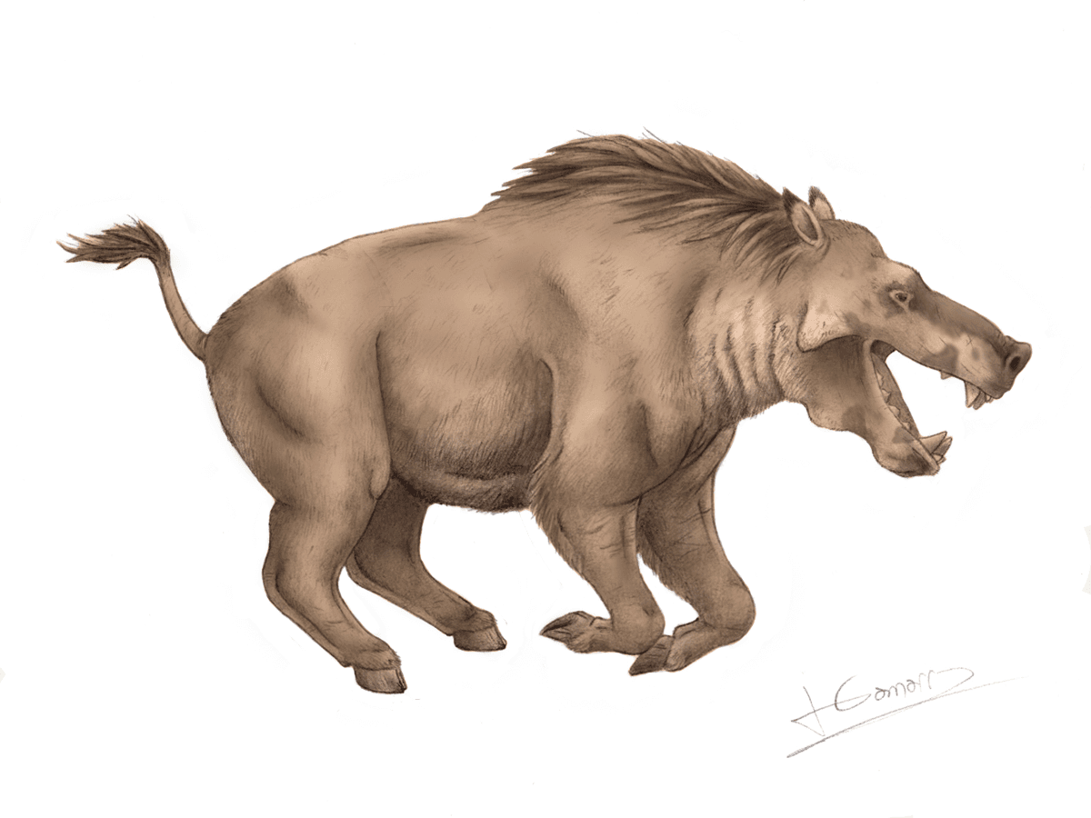Entelodon magnus