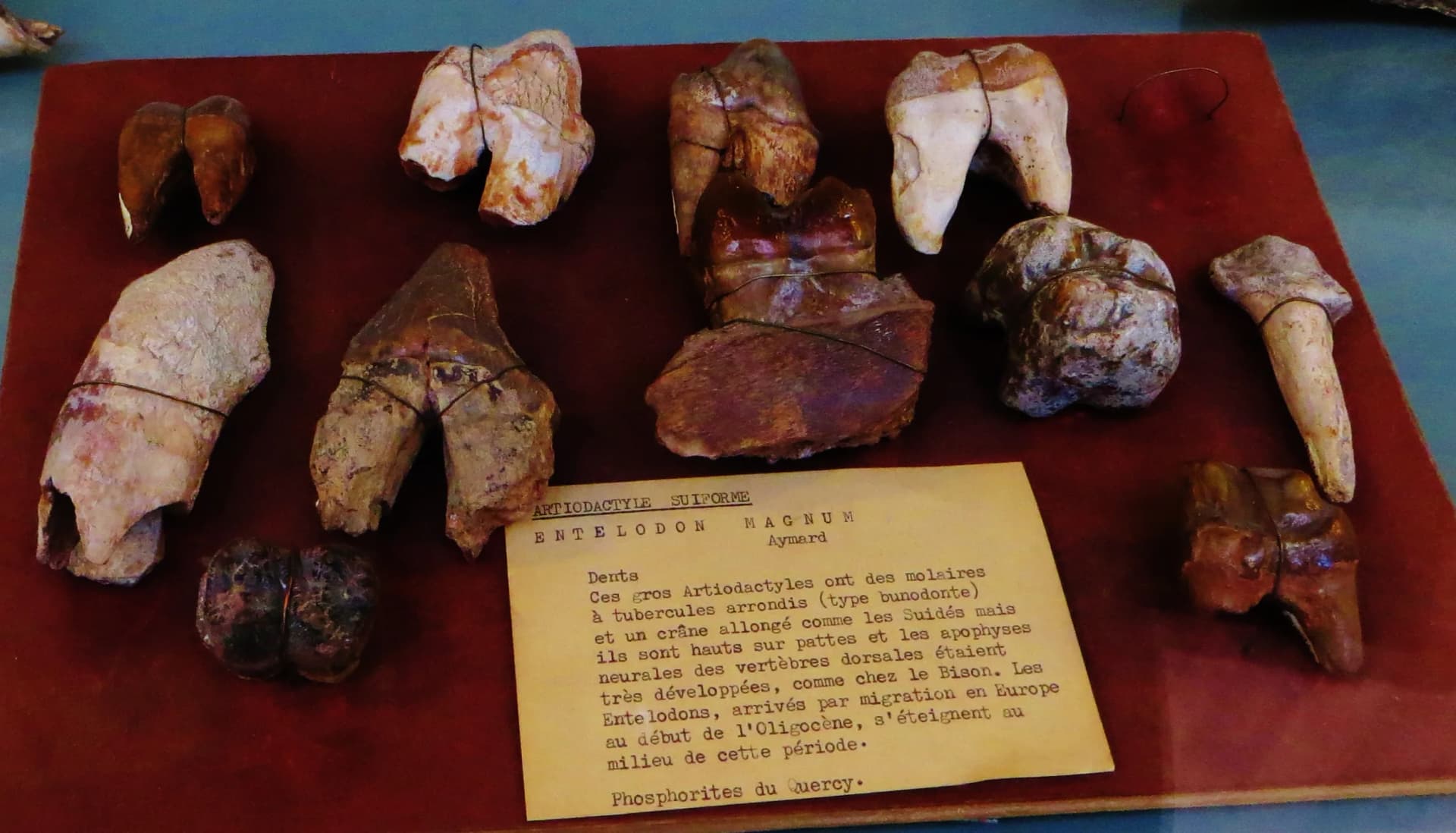 Crâne fossile d'Entelodon magnum montrant les protubérances osseuses caractéristiques