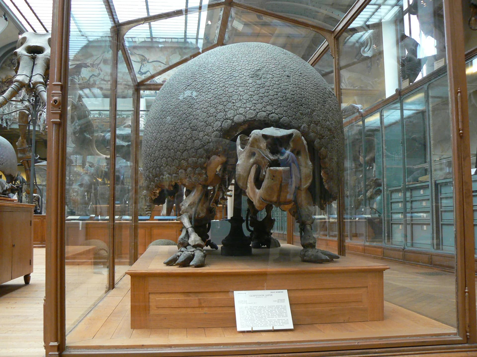 Squelette complet de Glyptodon asper exposé au musée, montrant la structure interne de la carapace