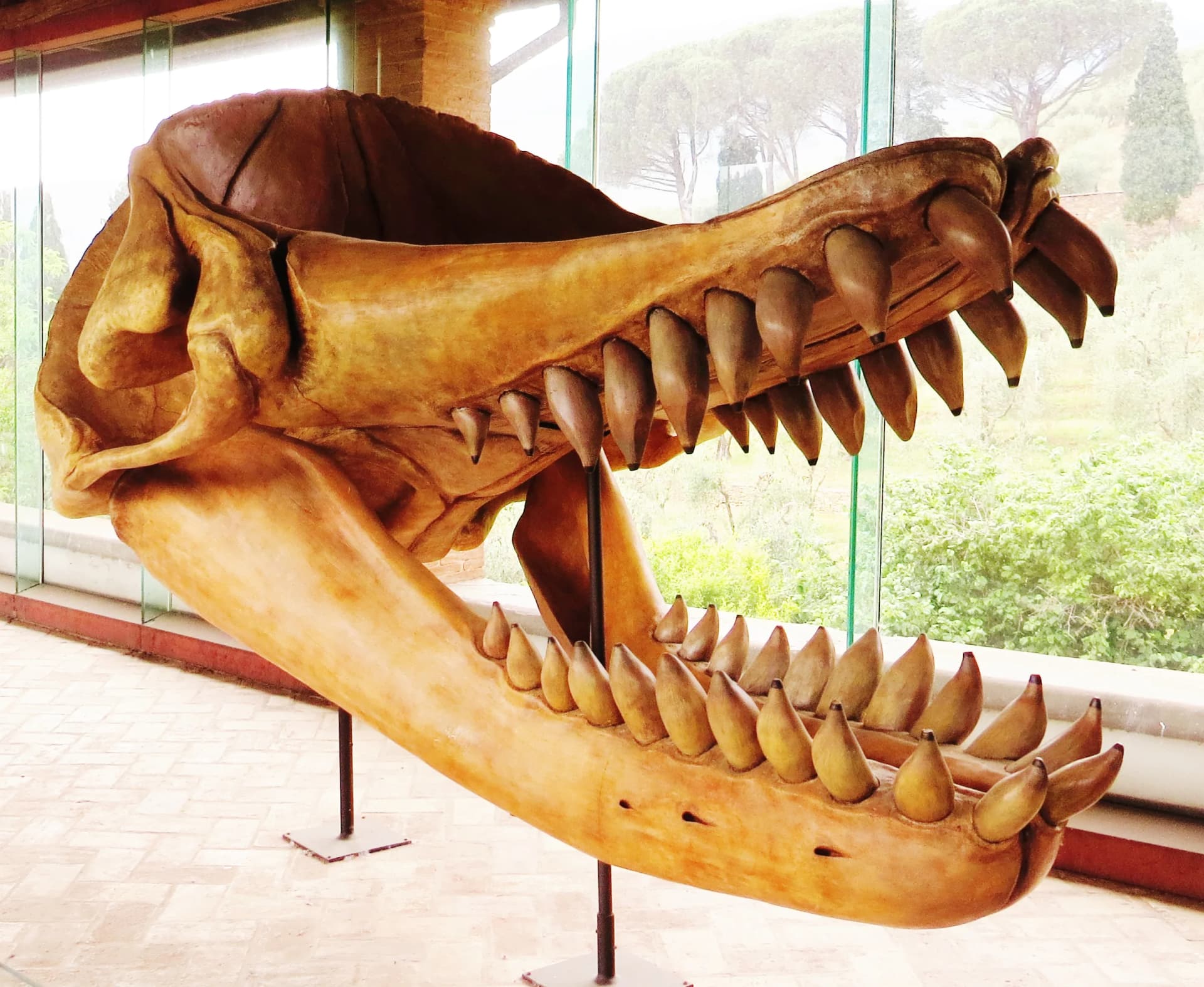 Crâne fossile de Livyatan melvillei