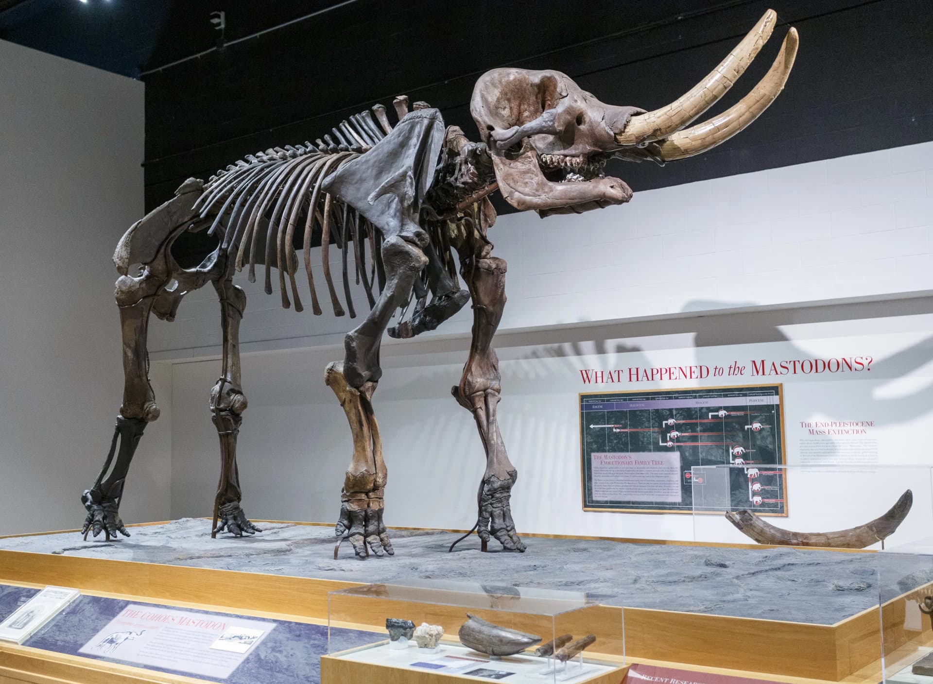 Mammut americanum