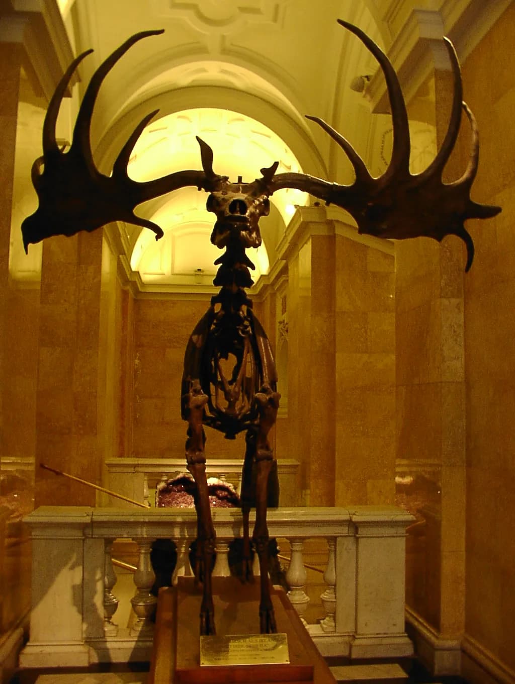 Megaloceros giganteus
