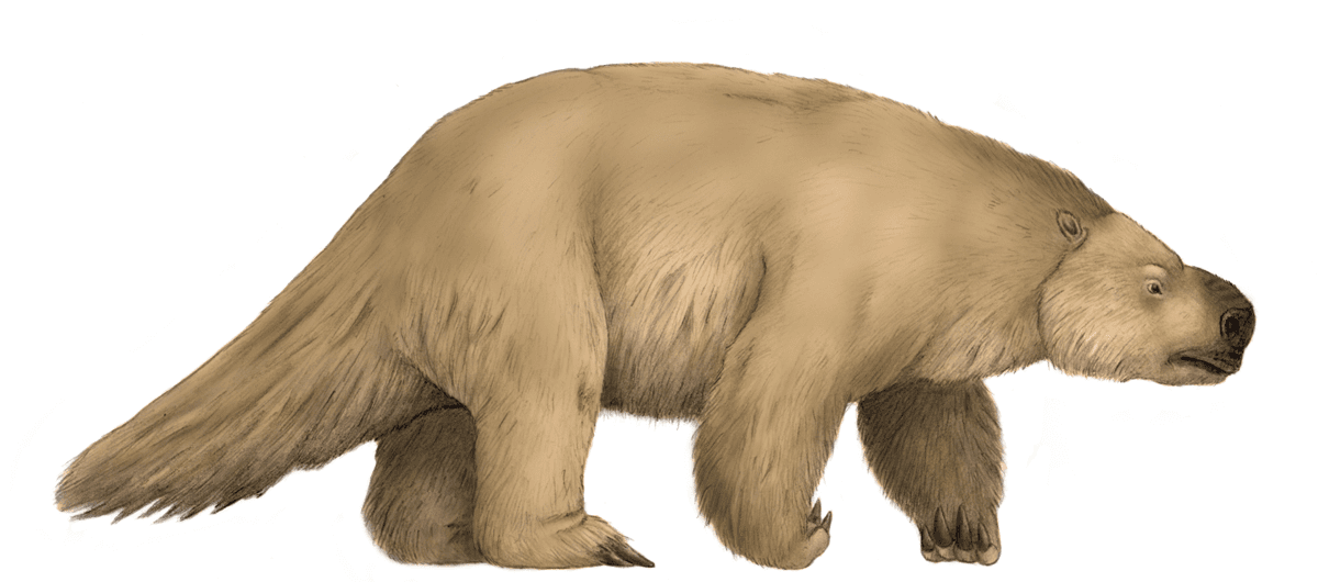 Reconstitution de Mylodon darwinii