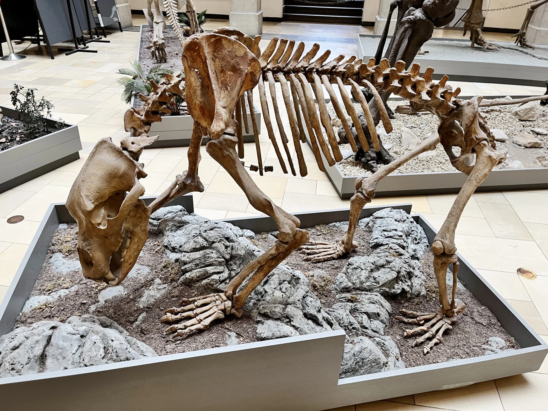 Squelette complet d'ours des cavernes