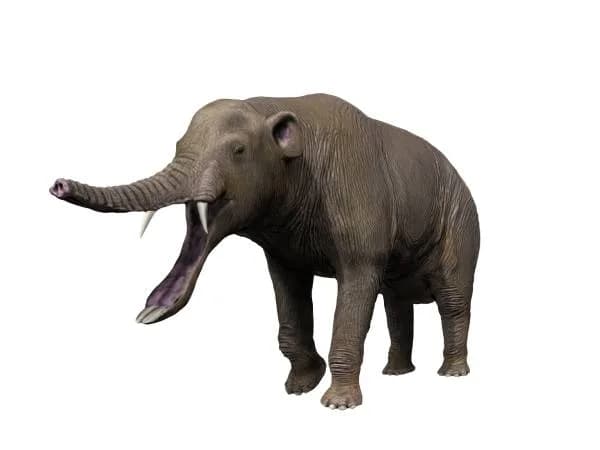 Illustration de Platybelodon grangeri