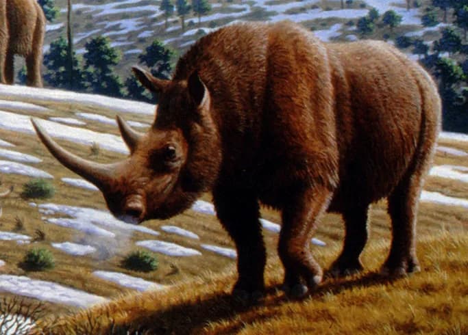 Coelodonta antiquitatis