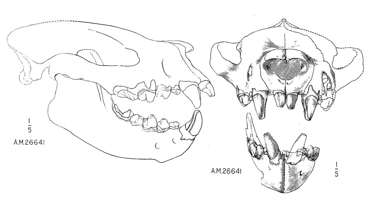 Sarkastodon mongoliensis