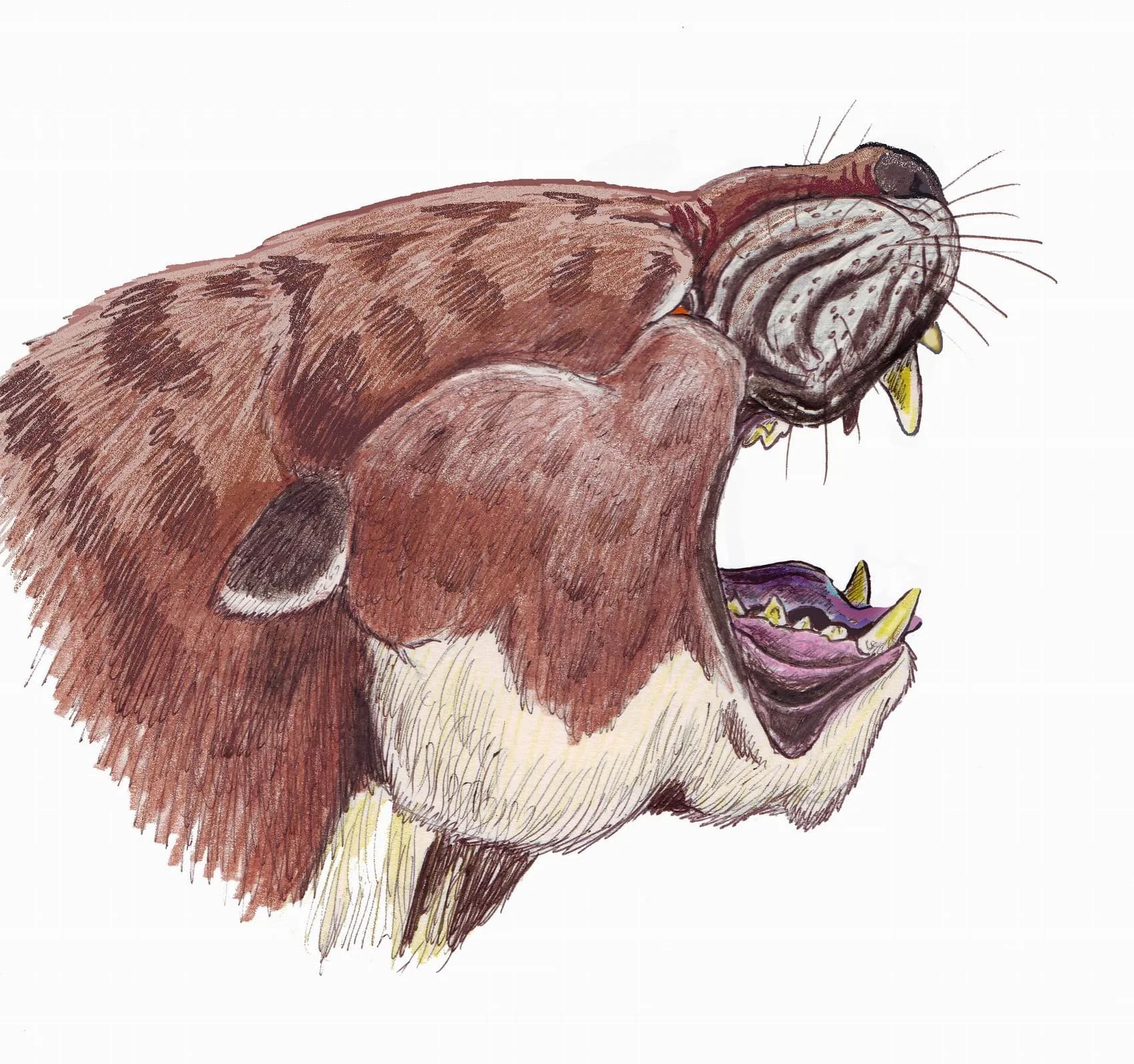 Reconstitution artistique de Sarkastodon, l'un des plus grands mammifères carnivores terrestres