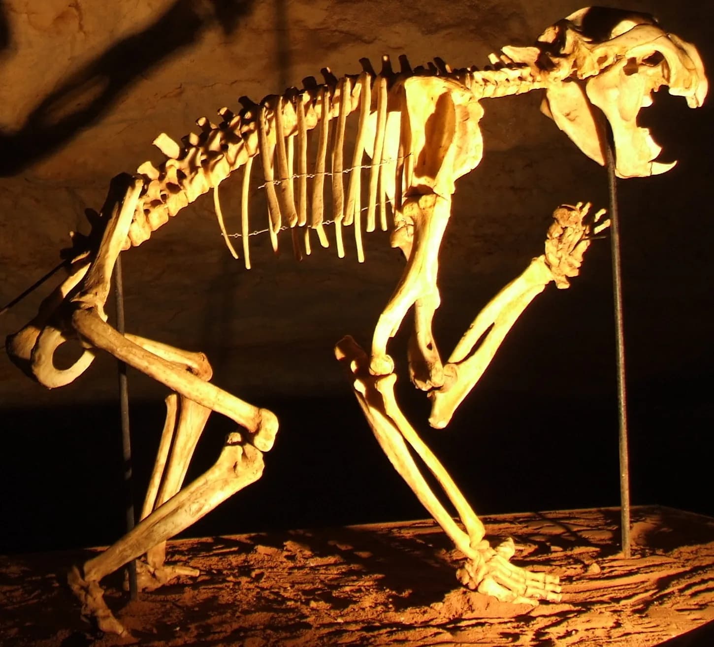 Thylacoleo carnifex