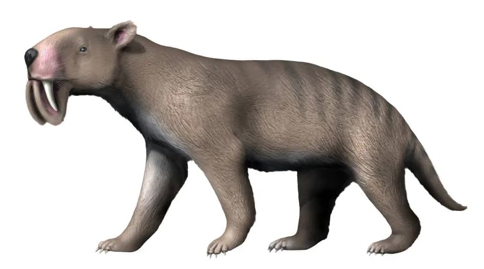 Thylacosmilus atrox, un marsupial à dents de sabre