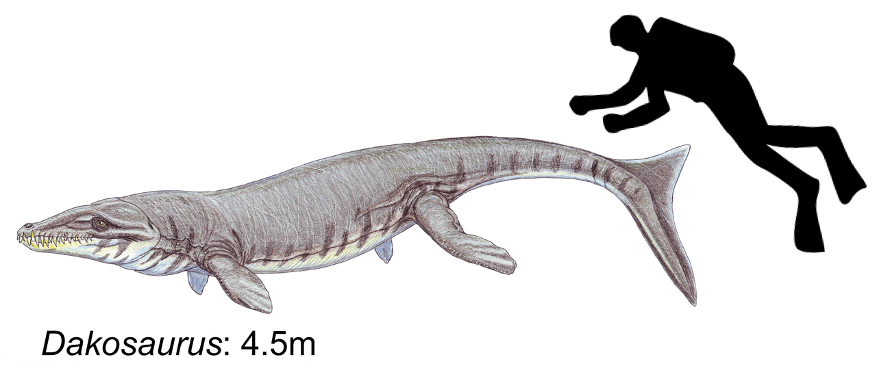 Reconstitution de Dakosaurus maximus