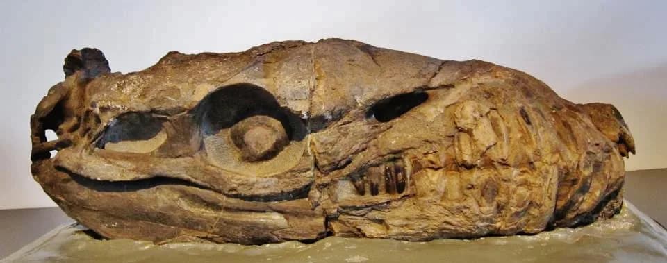 Crâne de Dakosaurus