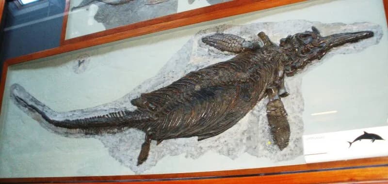 Ichthyosaurus communis