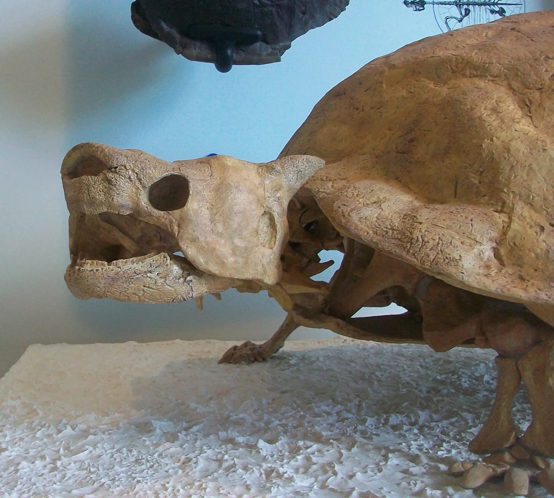 Reconstitution de Meiolania platyceps