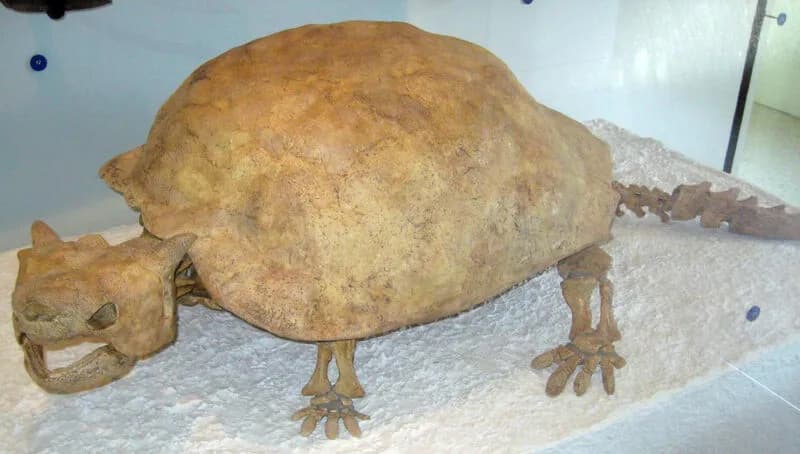 Crâne cornu de Meiolania platyceps