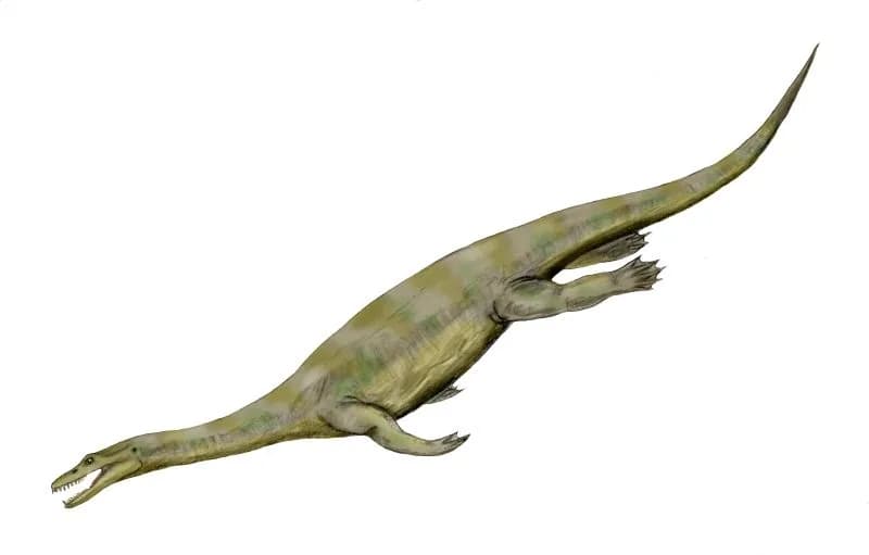 Reconstitution de Nothosaurus, le « phoque du Trias »