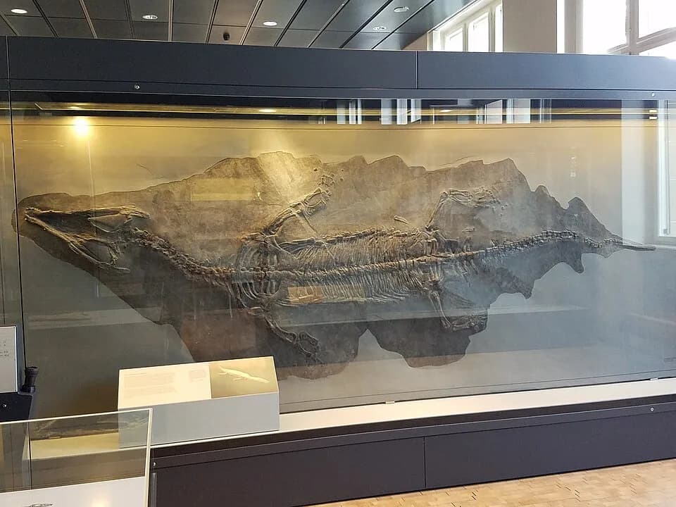 Squelette complet de Nothosaurus giganteus