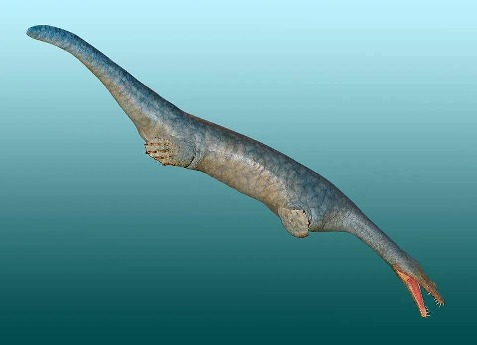 Crâne fossile de Nothosaurus mirabilis