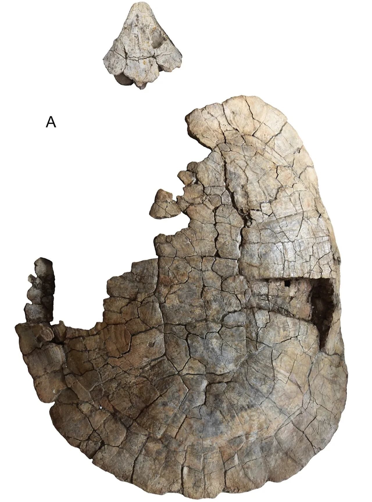 Stupendemys geographicus
