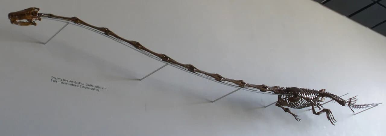 Tanystropheus longobardicus, un reptile au cou plus long que son corps