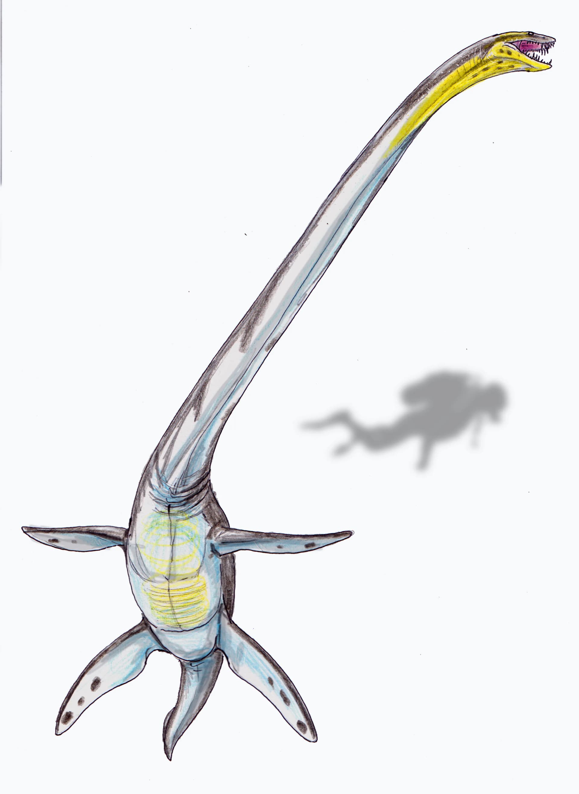 Thalassomedon haningtoni