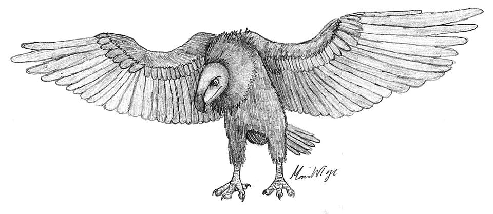 Argentavis magnificens