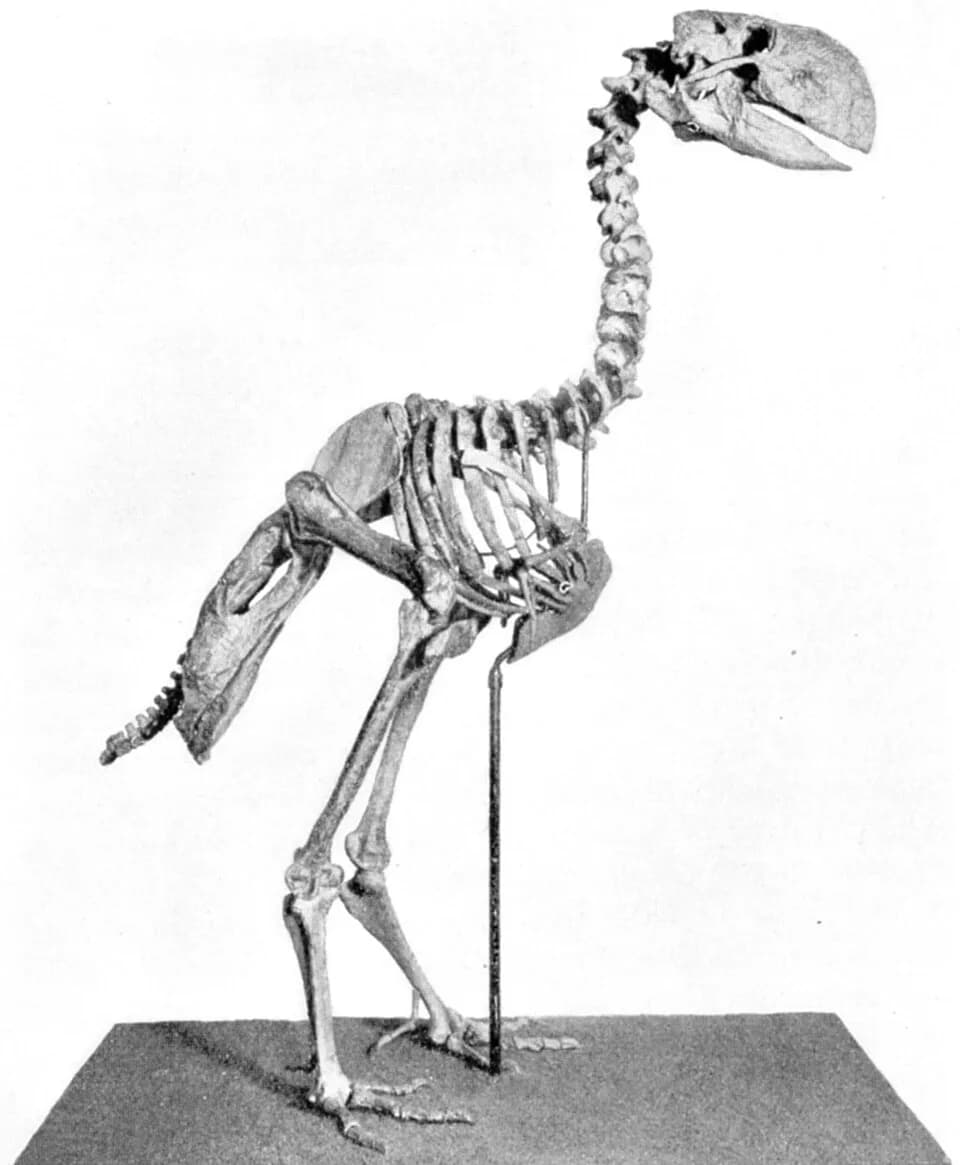 Gastornis gigantea