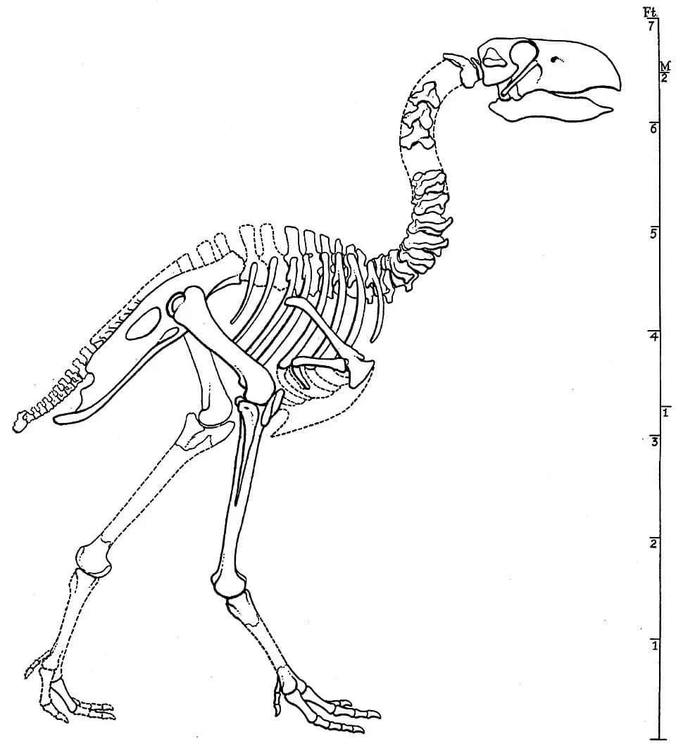 Reconstitution de Gastornis dans son environnement forestier éocène