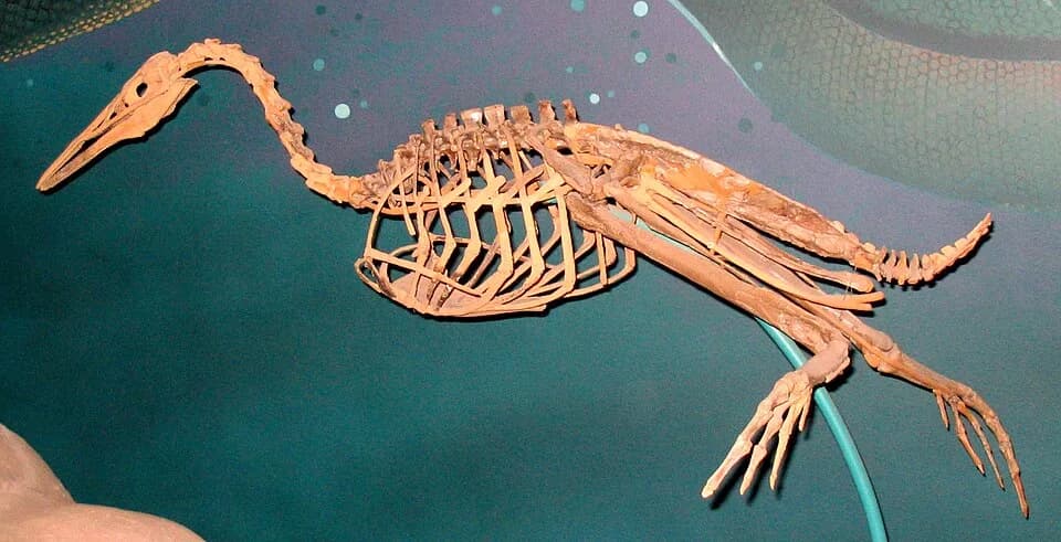 Squelette d'Hesperornis regalis montrant son adaptation aquatique