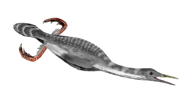 Reconstitution d'Hesperornis regalis, oiseau plongeur à dents du Crétacé